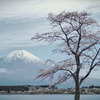 富士山と桜