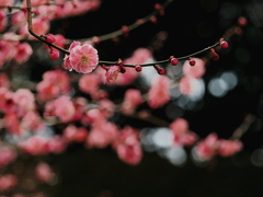 梅園