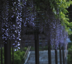 公園の藤の花