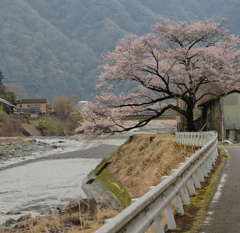 桜と川
