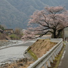 桜と川