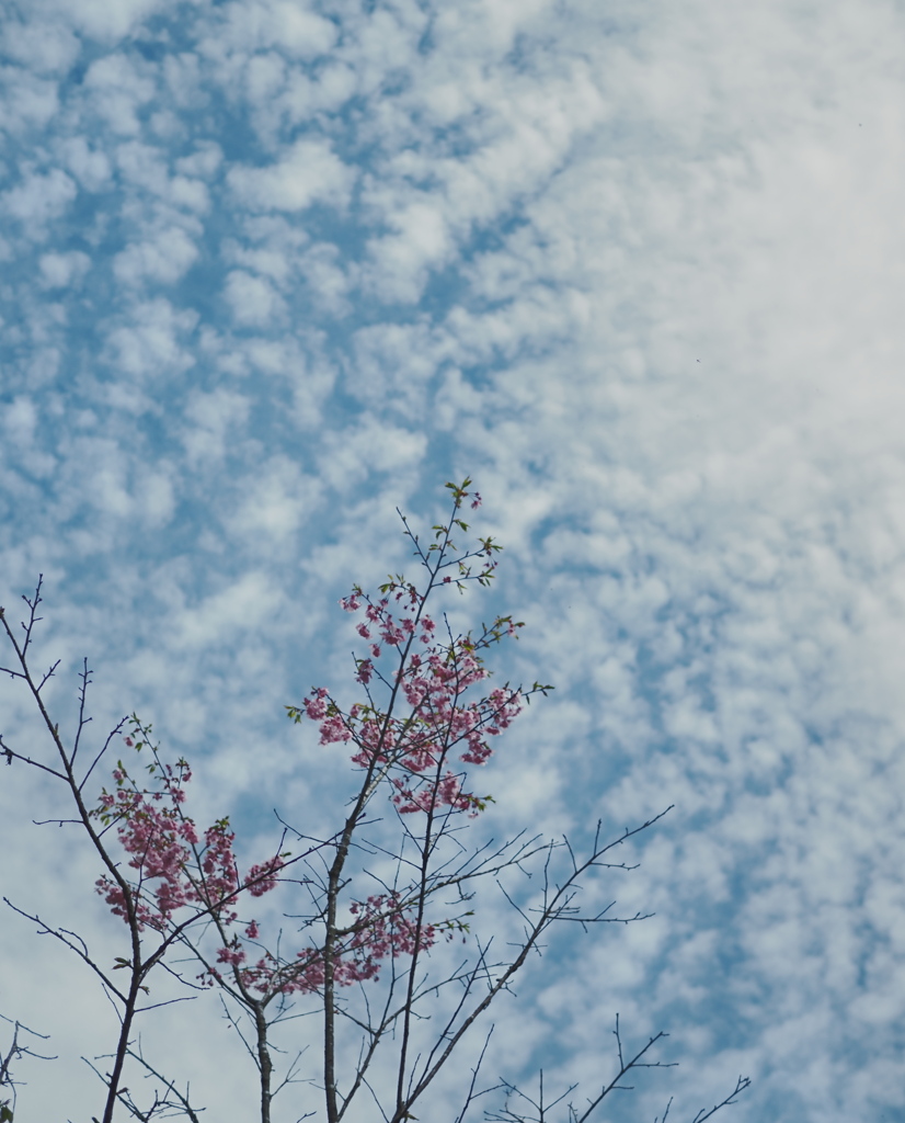 桜と斑雲