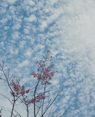桜と斑雲