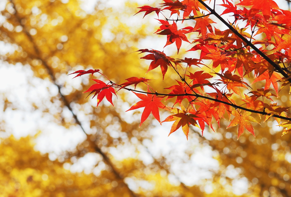 紅葉とイチョウ