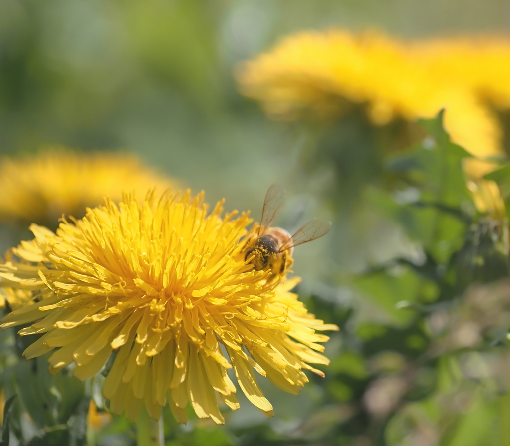 たんぽぽの蜜を集めるミツバチ