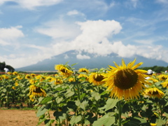 富士山とひまわり