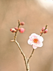 冬に撮った河津桜