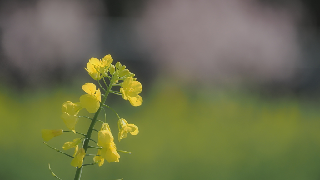 菜の花畑