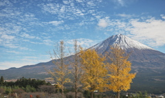 イチョウと富士山