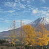 イチョウと富士山