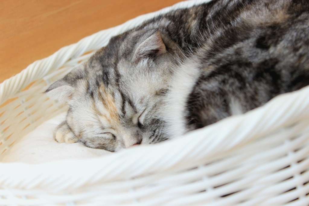 うたた猫(⊃ωｰ`)zzZ