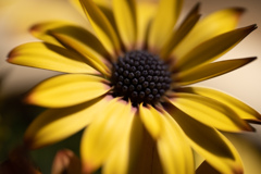 Osteospermum