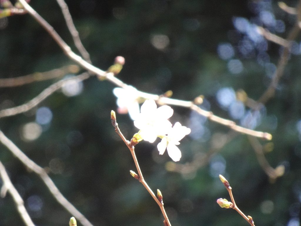 上野公園にて