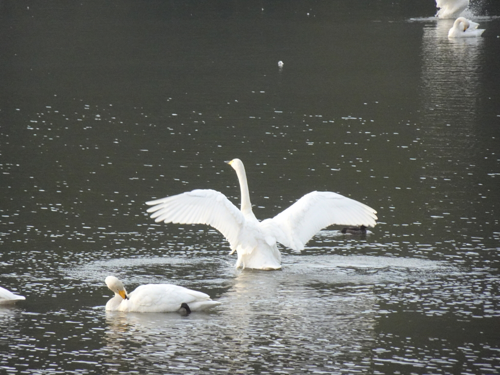 古徳沼の白鳥