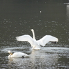 古徳沼の白鳥