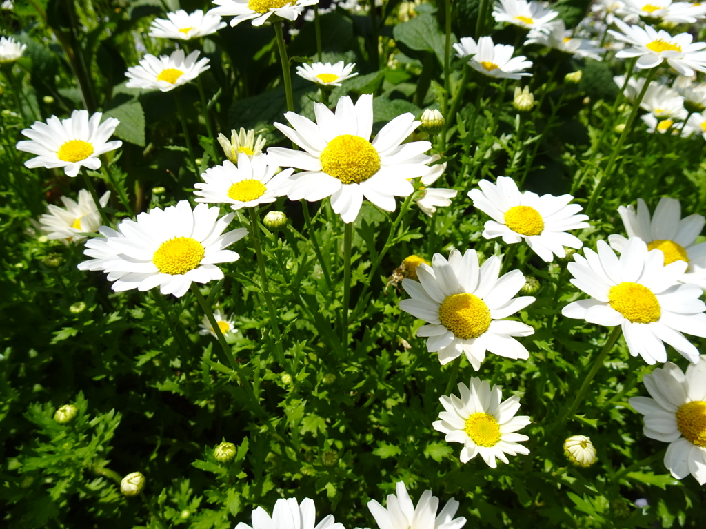 水戸市植物園【立夏】