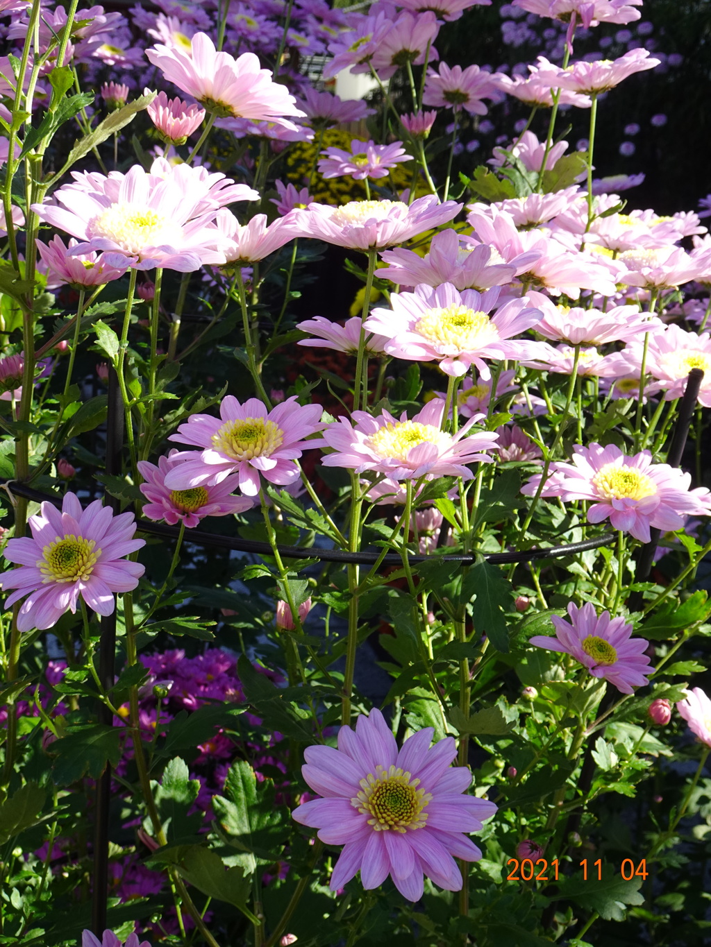 笠間菊祭り