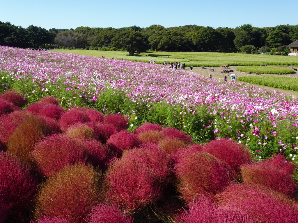 海浜公園Ⅱ【秋麗】