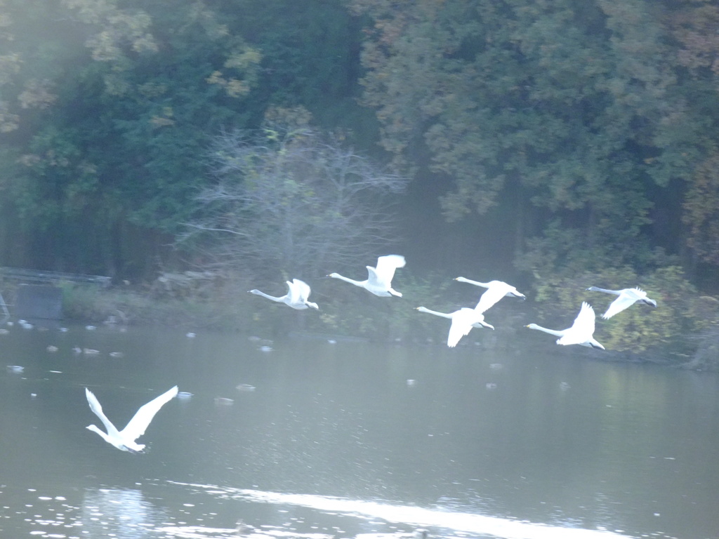 古徳沼の白鳥