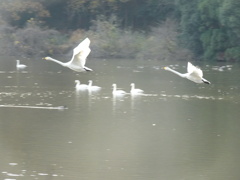 古徳沼の白鳥