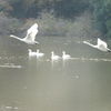 古徳沼の白鳥