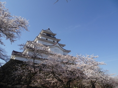 桜満開の鶴ヶ城