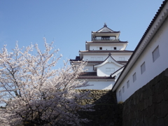 桜満開の鶴ヶ城