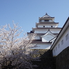 桜満開の鶴ヶ城