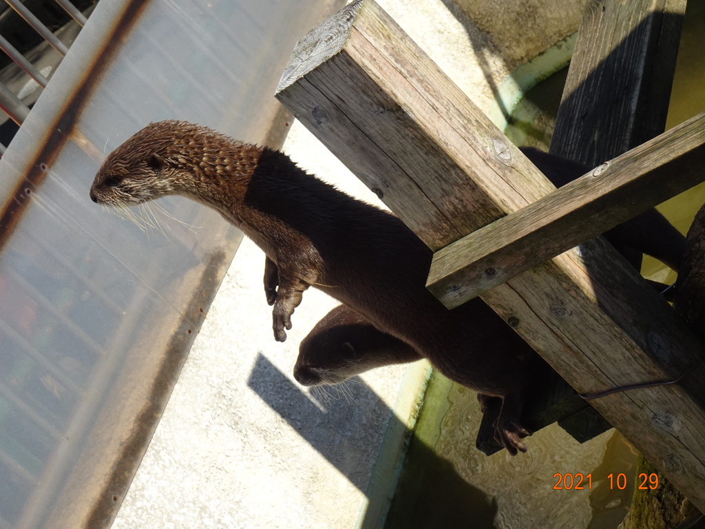 かみね動物園