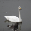 古徳沼の白鳥Ⅱ
