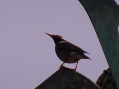 HATO BUS【皇居外苑】