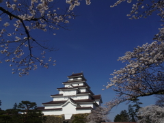 桜満開の鶴ヶ城