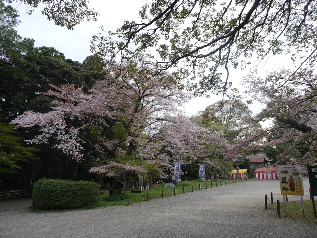 偕楽園にて桜