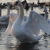 朝焼けと白鳥の里