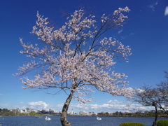 千波湖【春】
