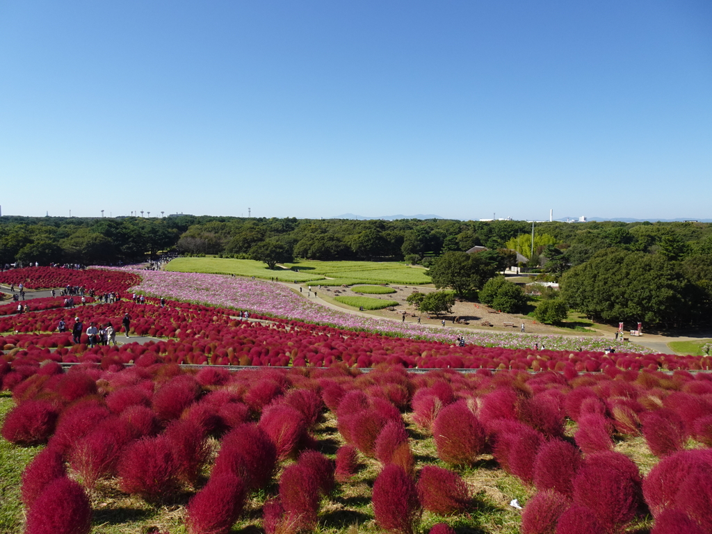 ひたちなか海浜公園【秋麗】