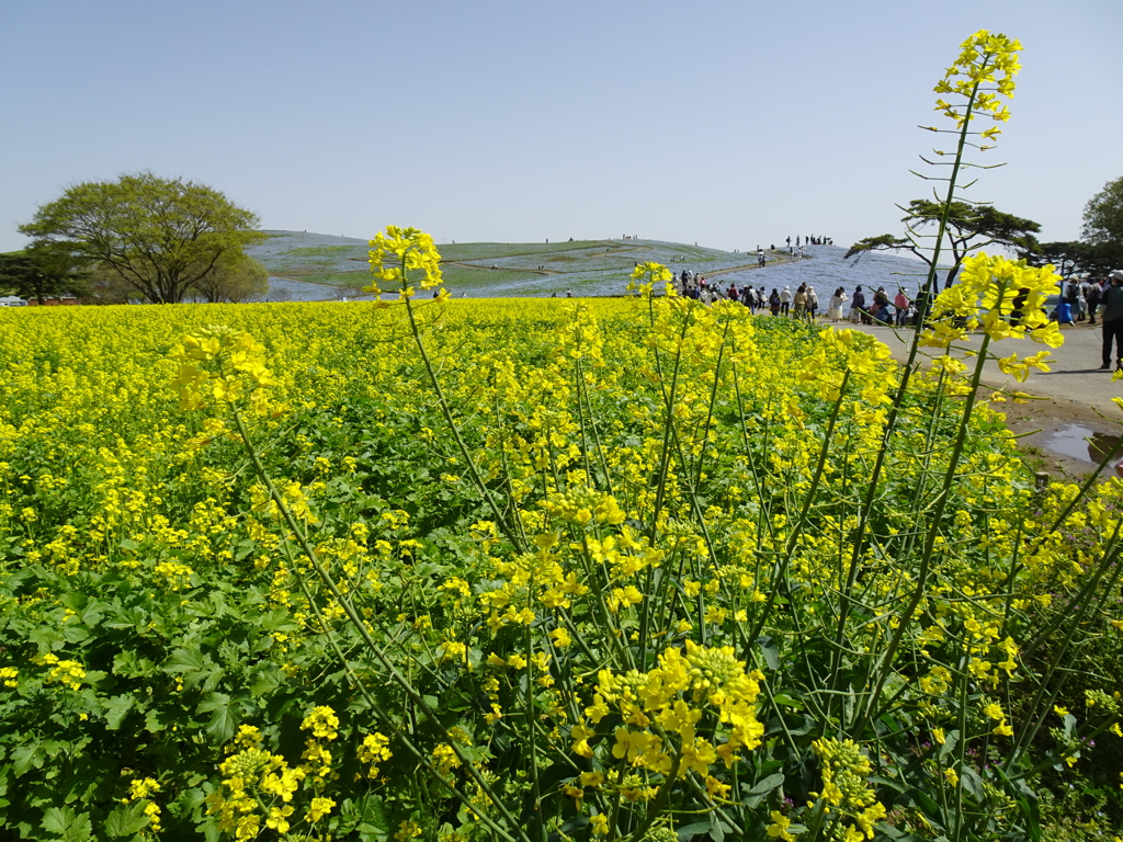 ひたちなか海浜公園【麗春】