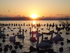 朝日と白鳥の里