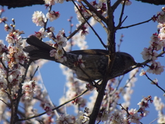 偕楽園梅まつりⅡ