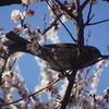 偕楽園梅まつりⅡ