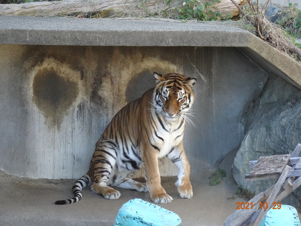かみね動物園