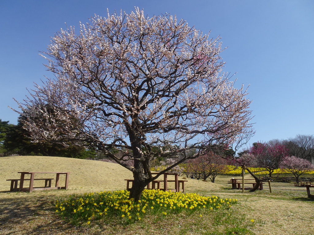 ひたちなか海浜公園【春】