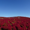 ひたちなか海浜公園【秋麗】