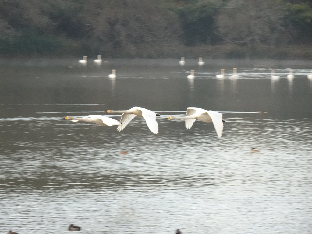 古徳沼の白鳥