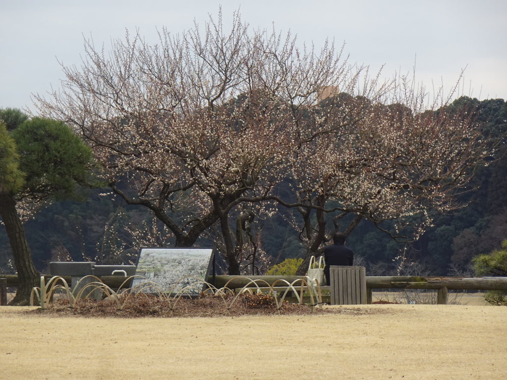 偕楽園梅まつり開催前