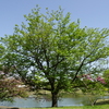 ひたちなか海浜公園【麗春Ⅱ】