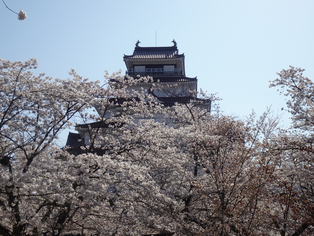 桜満開の鶴ヶ城