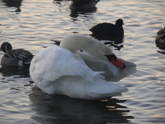 朝焼けと白鳥の里