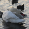 朝焼けと白鳥の里