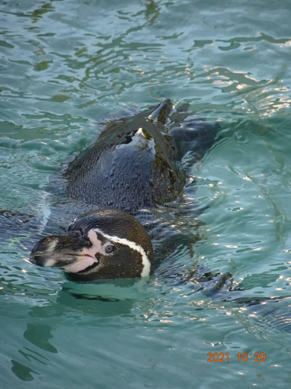 かみね動物園